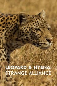 Leopard and hyena - en märklig allians