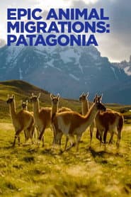 Episka djurvandringar: Patagonien