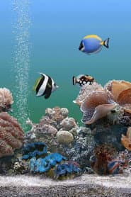 Dream Aquarium