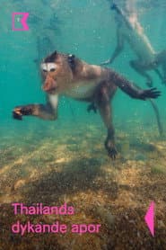 Thailands dykande apor