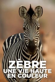 Zèbre, une vie haute en couleur