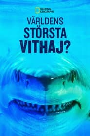 World's Biggest Great White?