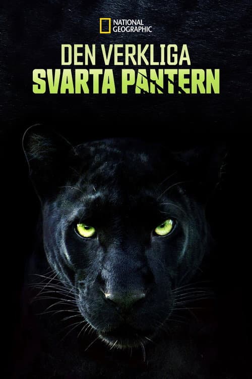 Den verkliga svarta pantern
