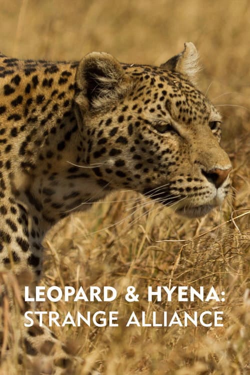 Leopard and hyena - en märklig allians