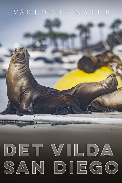 Det Vilda San Diego