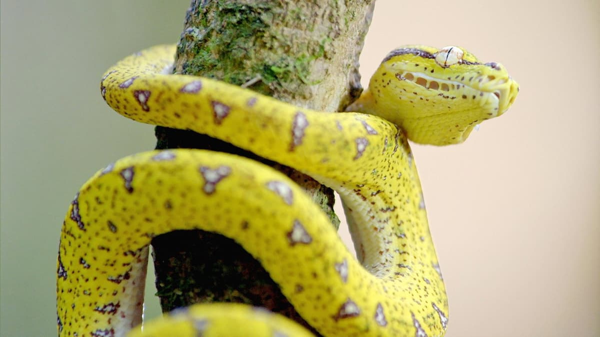 Australiens vilda natur