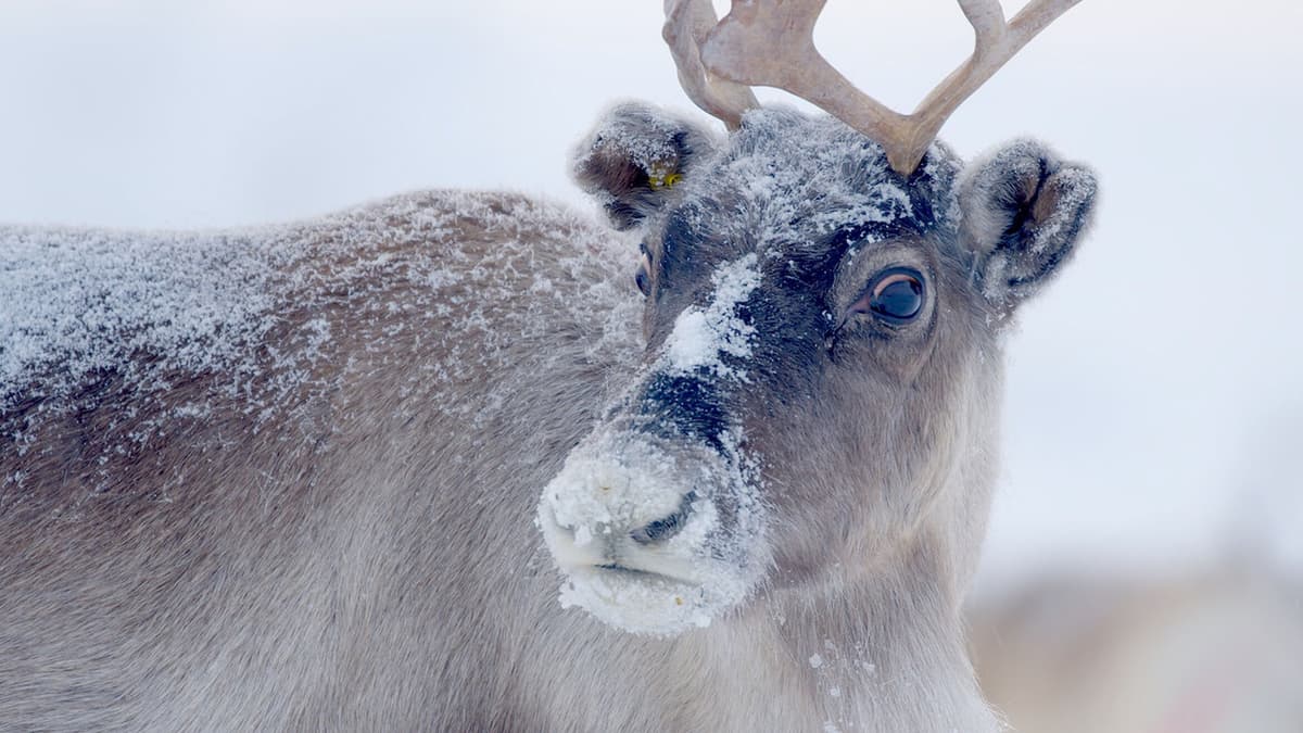 Jultomtens vilda hem