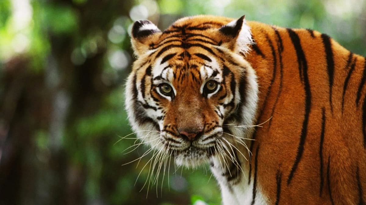 Två tigerbröder