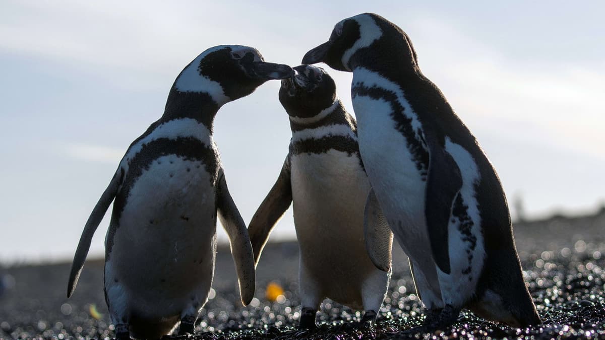 Episka djurvandringar: Patagonien
