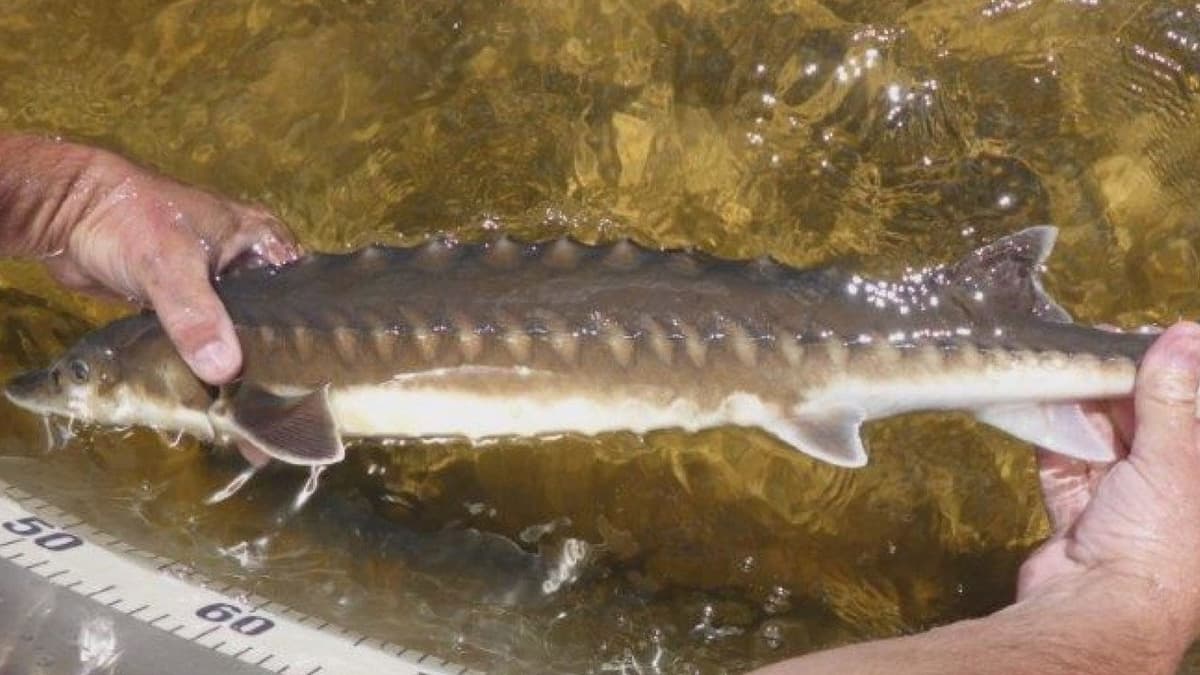 Världens dyraste fisk