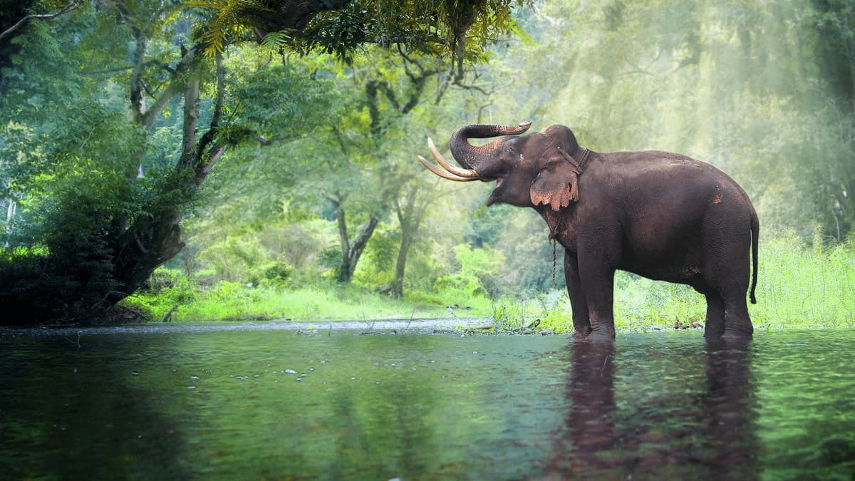 Thailands vilda sida