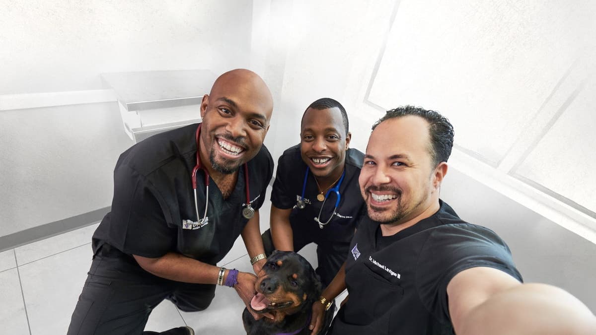 The vet life