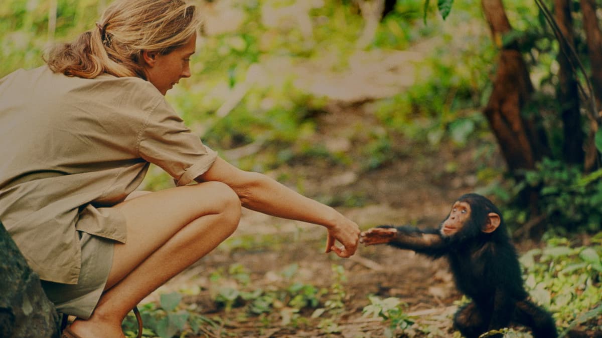 Jane Goodall: Mitt liv med schimpanserna