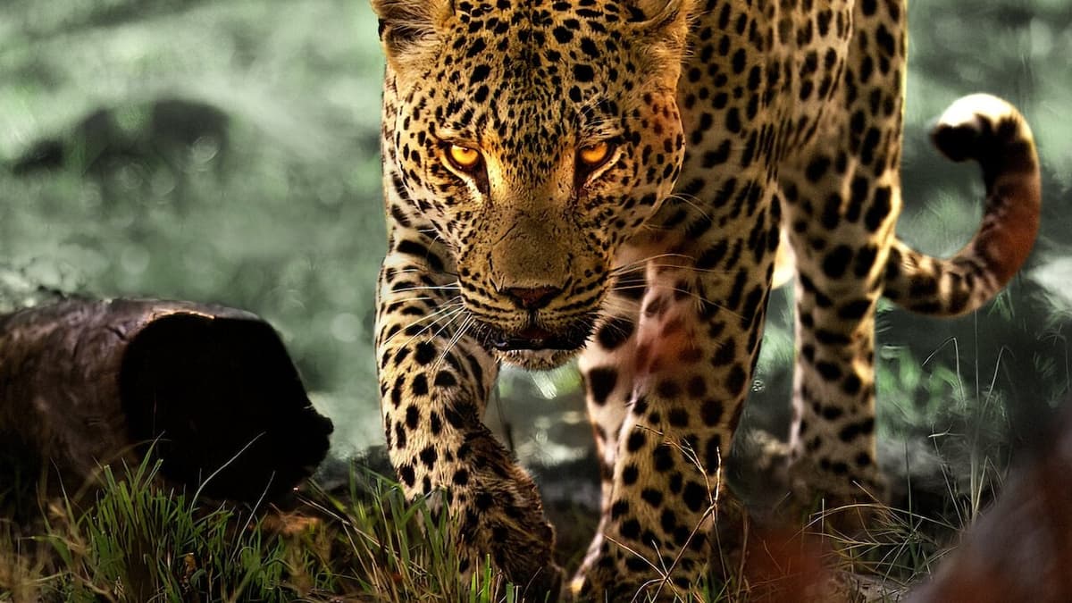 Livet som leopard