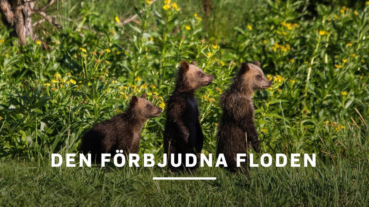 Den förbjudna floden