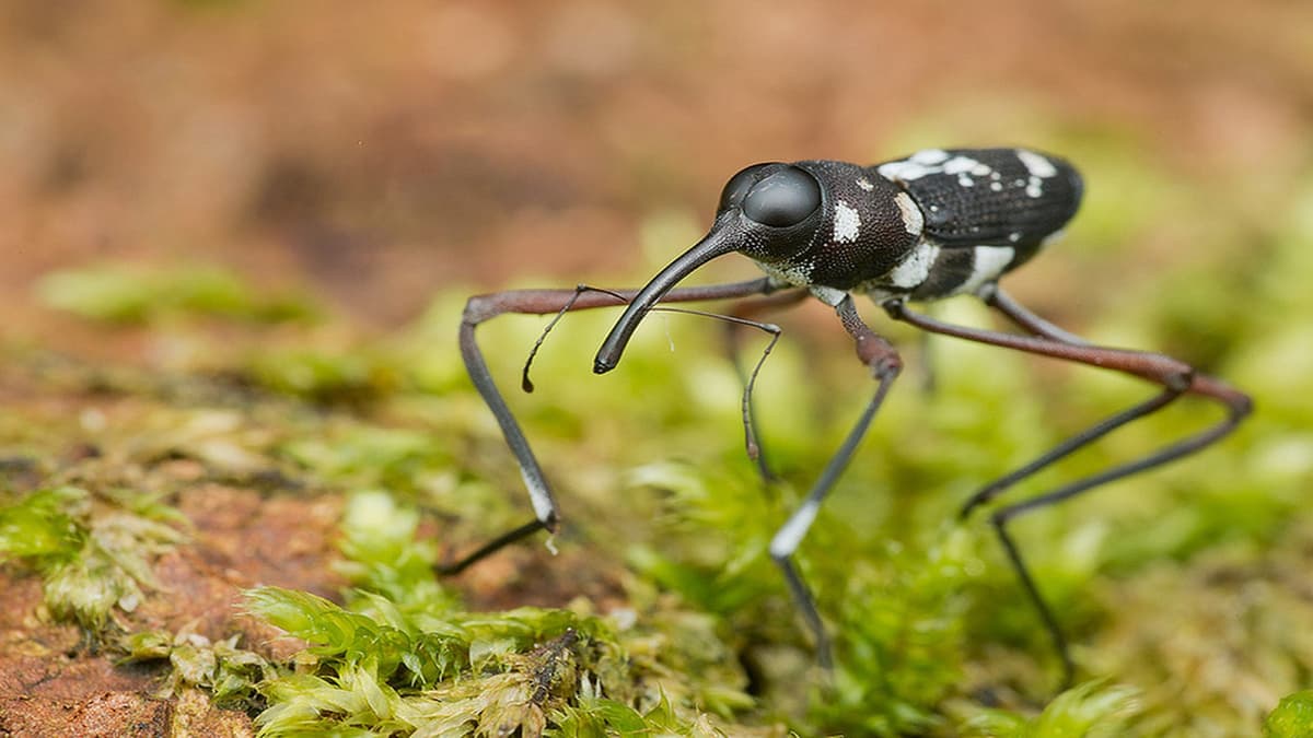Extrema insekter