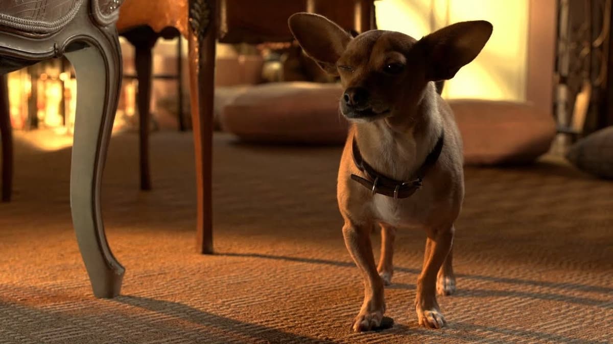Chihuahuan från Beverly Hills 3