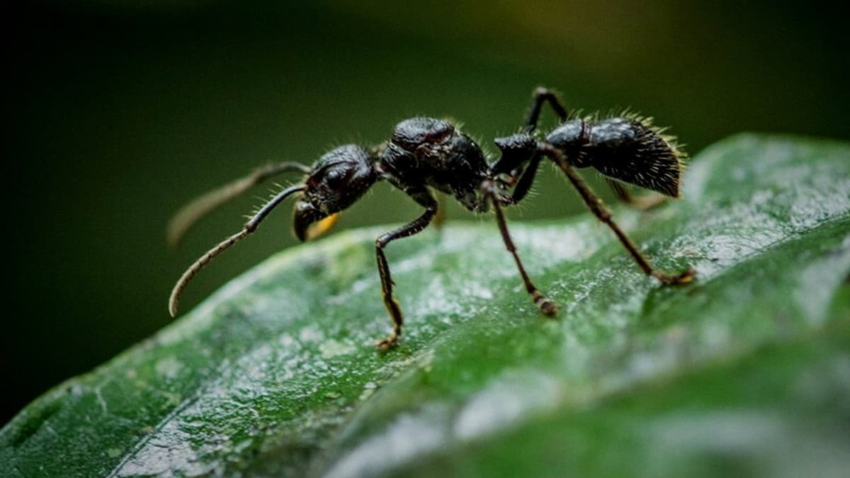 Fantastiska insekter