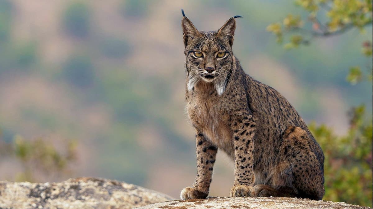 Land of the Iberian Lynx