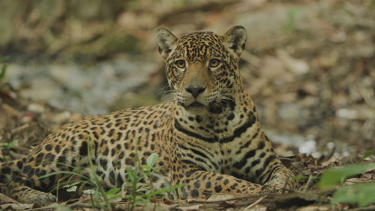 Jaguar: Jungle Icon of Guyana