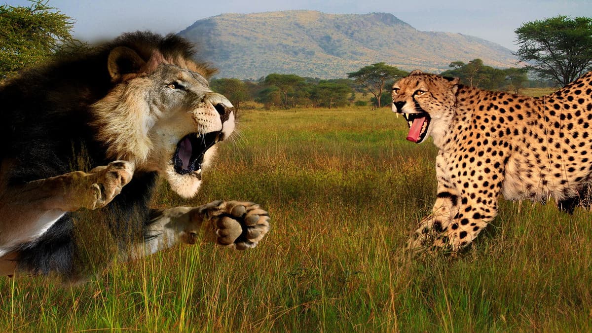 Kattkrig: Lejon vs gepard