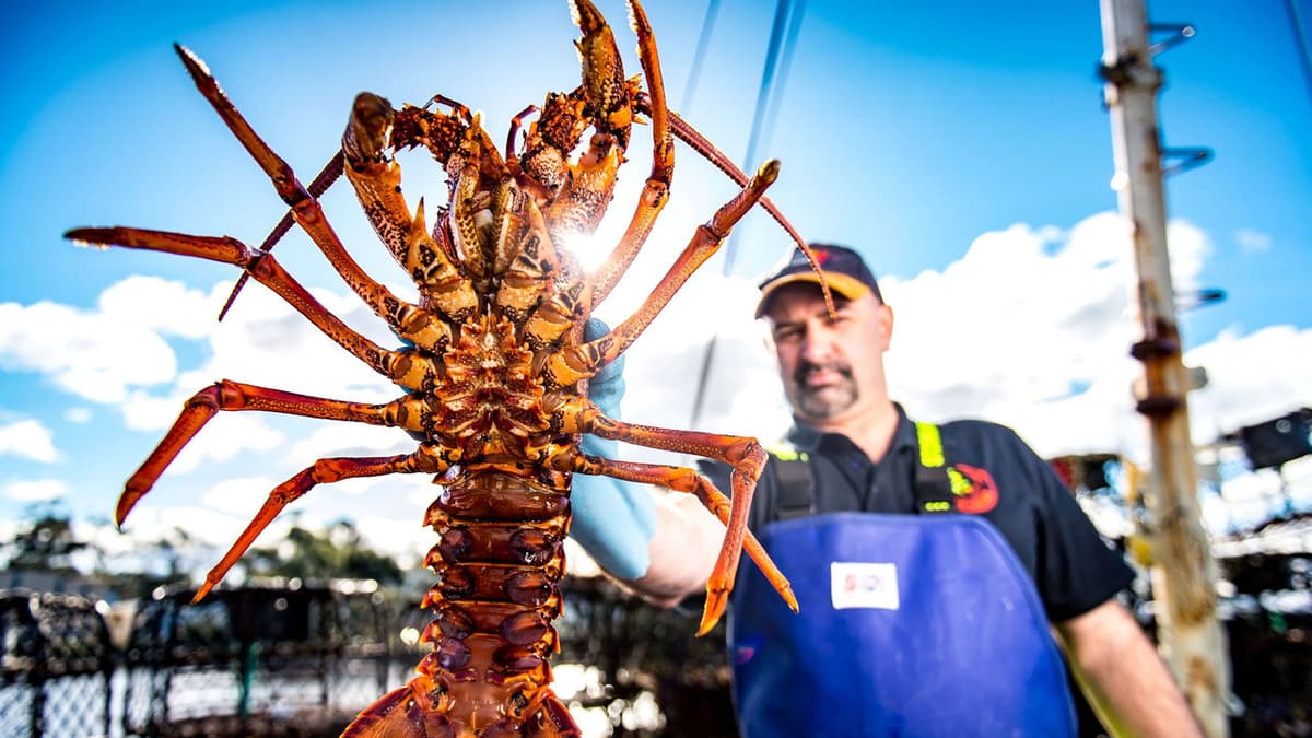 Hummerfiskarna i Australien