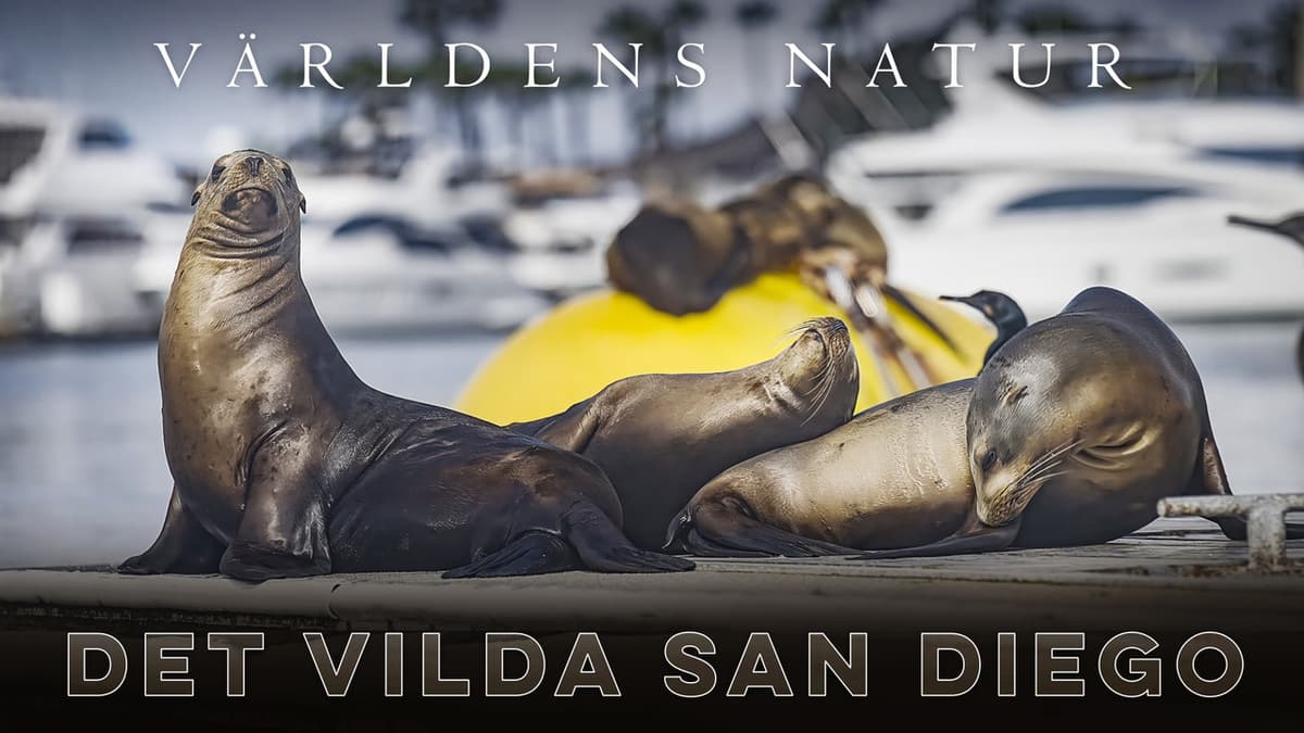 Det Vilda San Diego