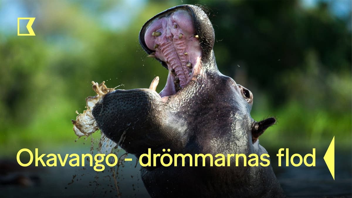 Okavango – drömmarnas flod