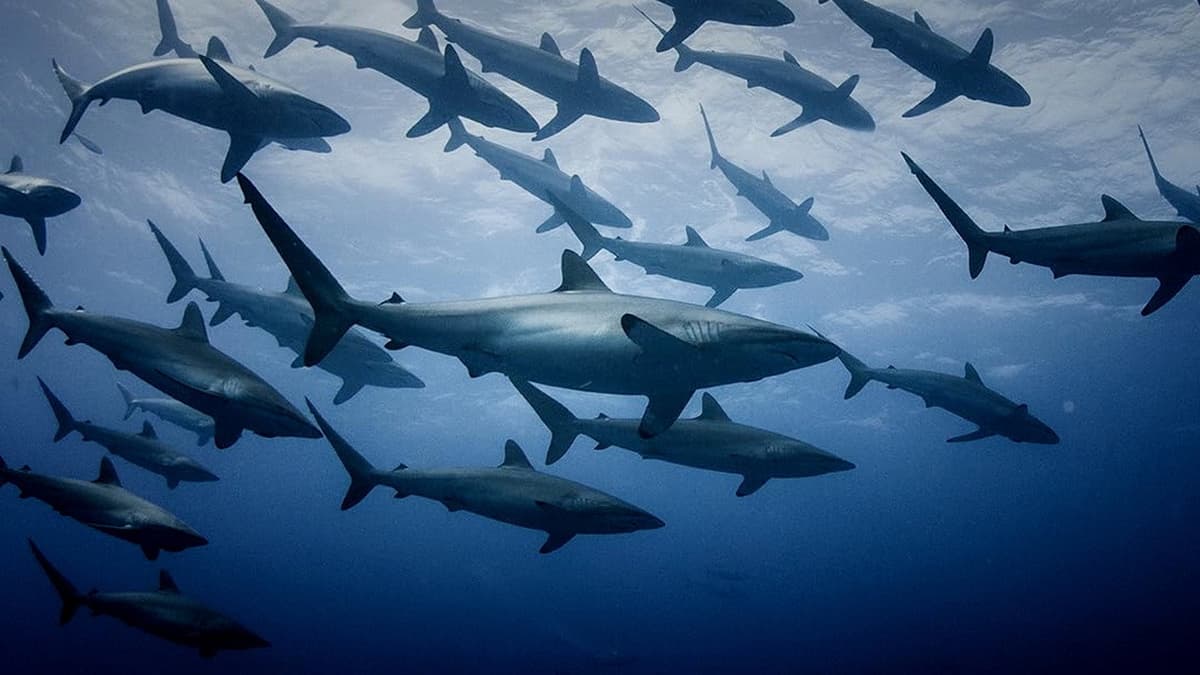 Extinct or Alive: The Lost Shark