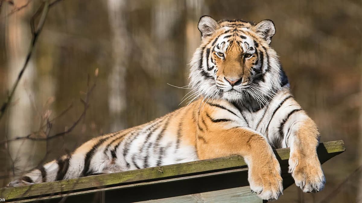 Amurtigern