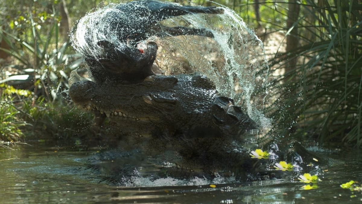 Crocodile - Australia's Greatest Survivor