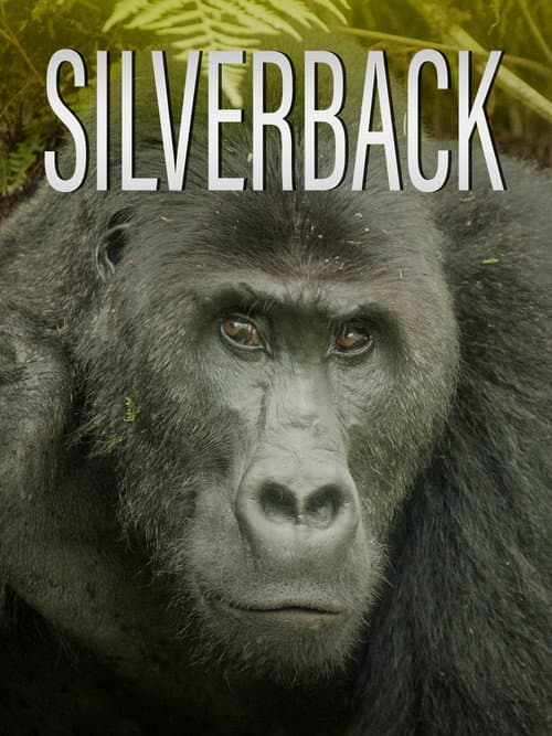 Möte med silverryggen
