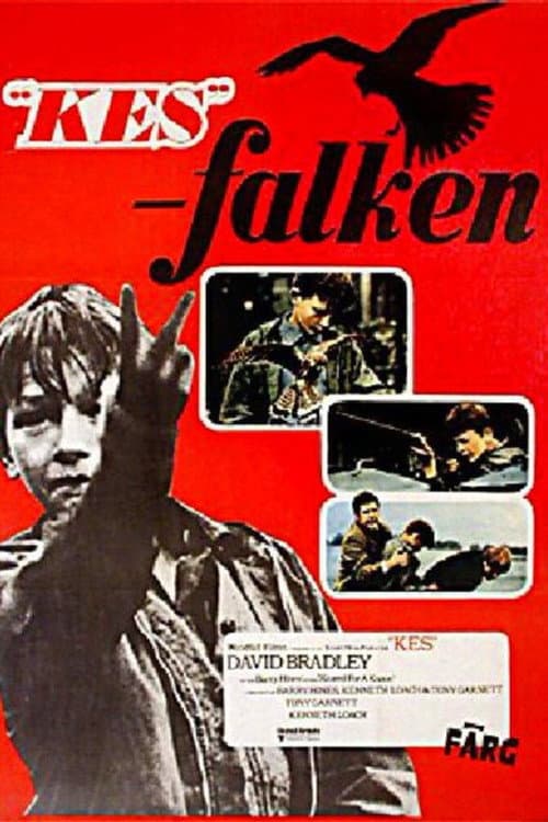 "Kes" - falken