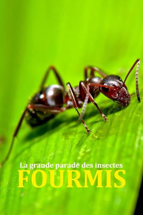 Fantastiska insekter